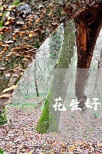 花生好车逾期几天会被收车 花生好车逾期几天会被收车