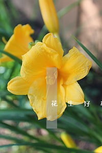 花生好车逾期几天拖车 花生好车逾期几天拖车