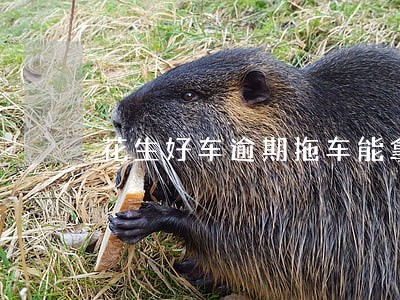 花生好车逾期拖车能拿回来吗 花生好车逾期拖车能拿回来吗