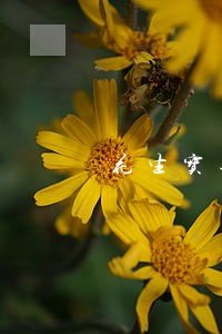 花生宝逾期一天会爆通讯录吗 花生宝逾期一天会爆通讯录吗