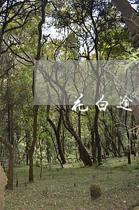 花白逾期四天还可以用吗 花白逾期四天还可以用吗