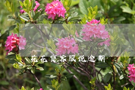 花花贷客服说逾期 花花贷客服说逾期