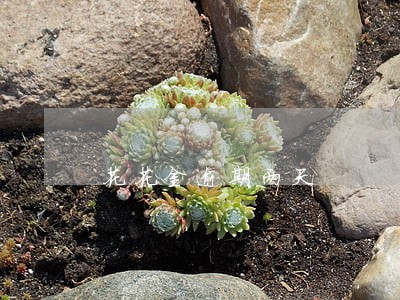 花花金逾期两天