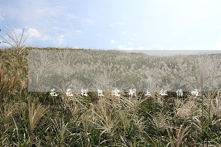 花花钱包逾期上征信吗