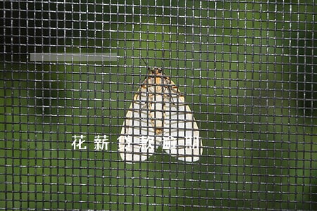 花薪贷款逾期 花薪贷款逾期