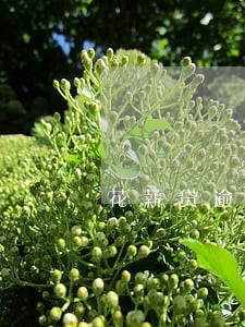花薪贷逾期会上征信吗 花薪贷逾期会上征信吗