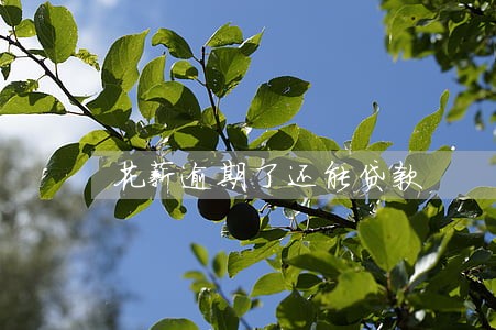 花薪逾期了还能贷款