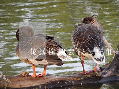 花薪逾期会被怎样催款 花薪逾期会被怎样催款