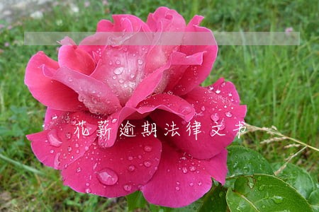 花薪逾期法律文书 花薪逾期法律文书