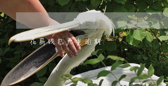 花薪钱包严重逾期 花薪钱包严重逾期