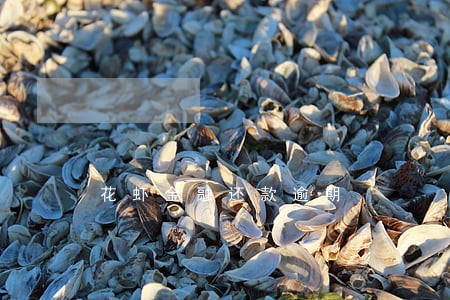 花虾金融还款逾期 花虾金融还款逾期