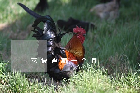 花被逾期一个月 花被逾期一个月