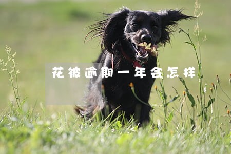 花被逾期一年会怎样 花被逾期一年会怎样