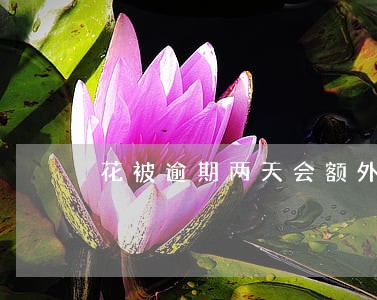 花被逾期两天会额外收费吗 花被逾期两天会额外收费吗