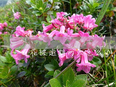 花被逾期两天怎么办 花被逾期两天怎么办