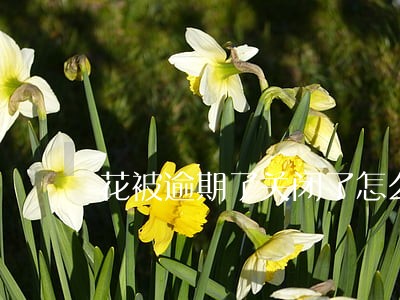 花被逾期了关闭了怎么开通 花被逾期了关闭了怎么开通