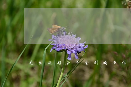 花被逾期会不会影响正信