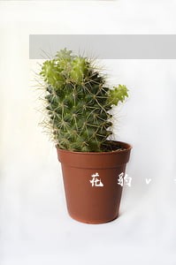 花豹vip逾期没事吗 花豹vip逾期没事吗