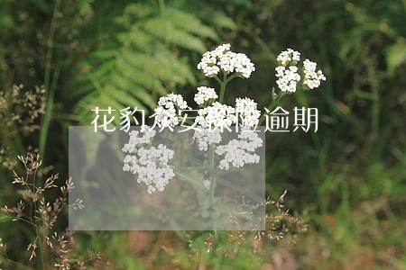 花豹众安保险逾期 花豹众安保险逾期