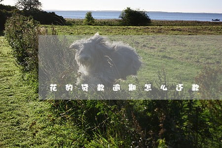 花豹贷款逾期怎么还款 花豹贷款逾期怎么还款