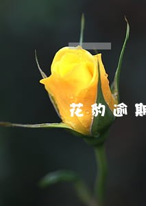 花豹逾期担保人代还 花豹逾期担保人代还