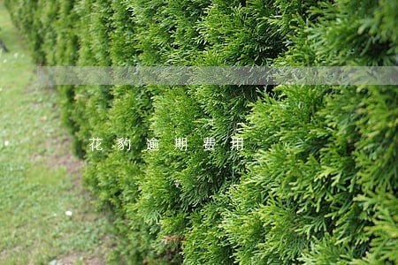 花豹逾期费用 花豹逾期费用