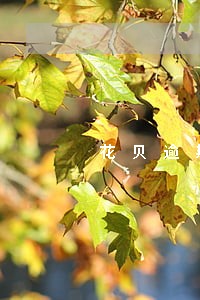 花贝逾期一天会怎么样 花贝逾期一天会怎么样