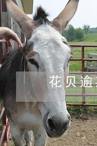 花贝逾期两天会有问题吗 花贝逾期两天会有问题吗