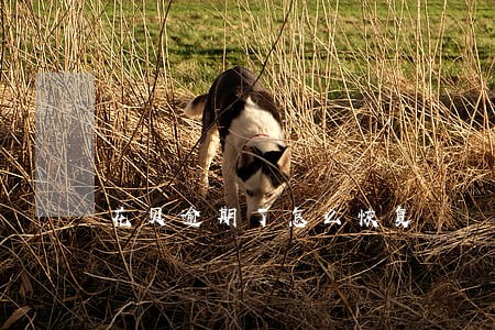花贝逾期了怎么恢复 花贝逾期了怎么恢复