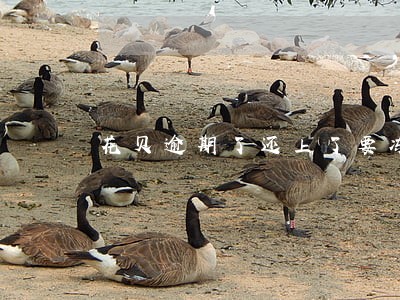 花贝逾期了还上了要冻结多久 花贝逾期了还上了要冻结多久