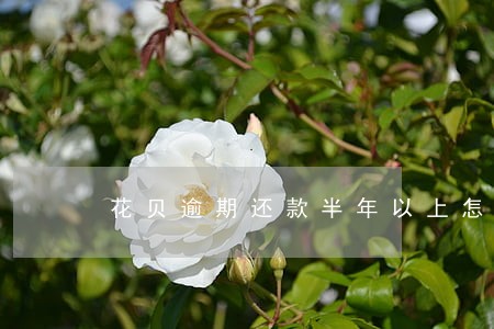 花贝逾期还款半年以上怎么办 花贝逾期还款半年以上怎么办