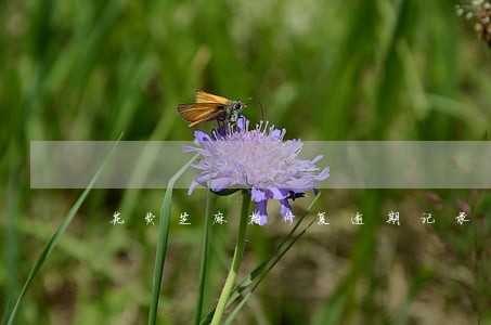 花费芝麻粒修复逾期记录 花费芝麻粒修复逾期记录