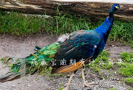 花赢宝逾期有什么后果 花赢宝逾期有什么后果