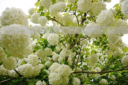 花逾期三个月被 花逾期三个月被