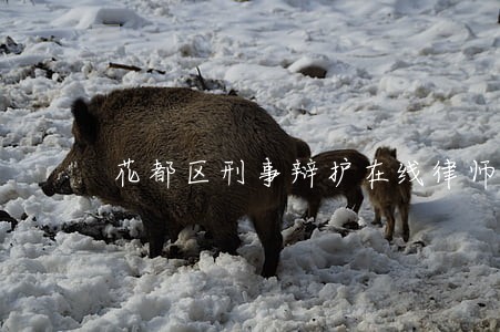 花都区刑事辩护在线律师 花都区刑事辩护在线律师