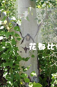 花都比较好的债务律师咨询电话