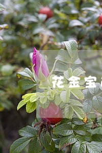 花金宝逾期一天会怎样 花金宝逾期一天会怎样