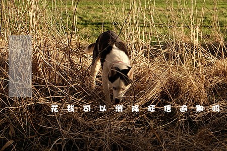 花钱可以消除征信逾期吗