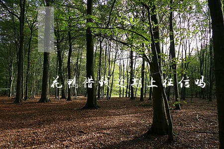花鸭借钱逾期上征信吗 花鸭借钱逾期上征信吗