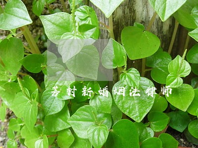 芳村新婚姻法律师 芳村新婚姻法律师