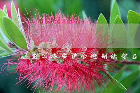 芷江洛安沪金逾期法律后果 芷江洛安沪金逾期法律后果