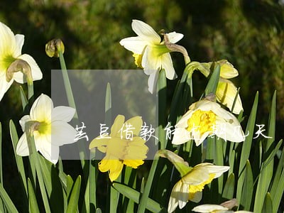 芸豆借款能逾期几天 芸豆借款能逾期几天