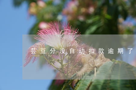 芸豆分没自动扣款逾期了怎么办 芸豆分没自动扣款逾期了怎么办