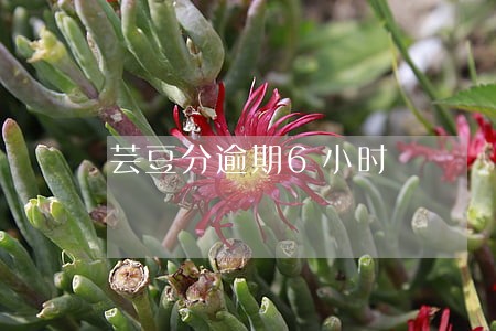 芸豆分逾期6小时 芸豆分逾期6小时