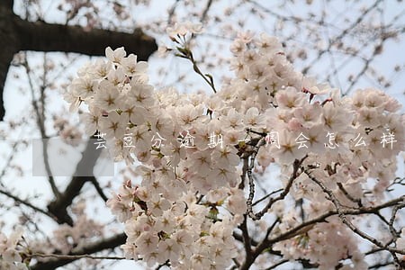 芸豆分逾期一周会怎么样 芸豆分逾期一周会怎么样