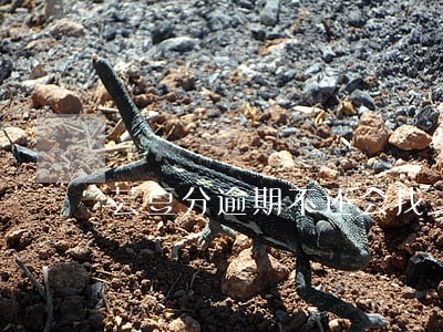 芸豆分逾期不还会找上门吗 芸豆分逾期不还会找上门吗