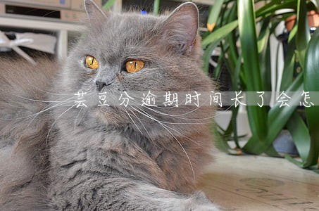 芸豆分逾期时间长了会怎样 芸豆分逾期时间长了会怎样