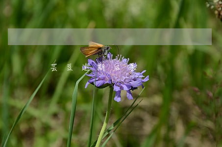 芸豆逾期后果 芸豆逾期后果