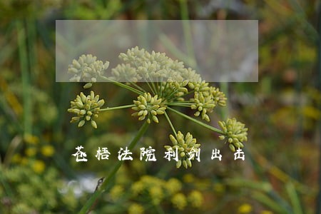苍梧法院利剑出击 苍梧法院利剑出击