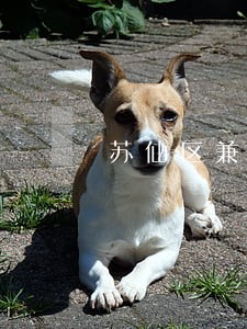 苏仙区兼并收购在线律师咨询